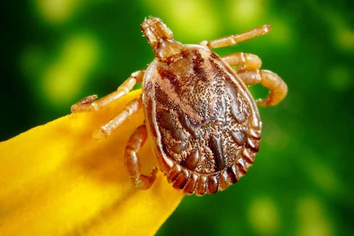 How to Prevent Ticks While Hiking