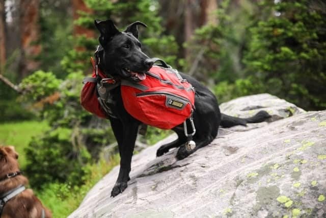 best dog backpacks