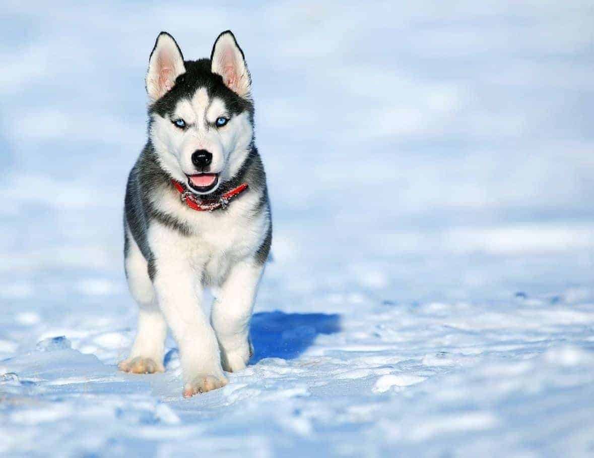 Siberian Husky