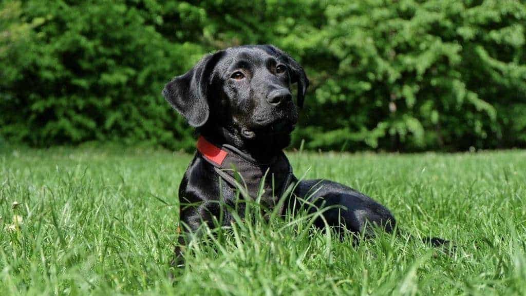 Best Dogs for Hiking Labrador Retriever