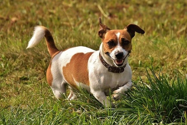 Best small dogs for hiking Jack Russel Terrier