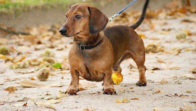 best small dog for hiking