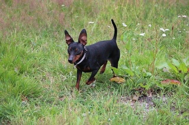 Miniature Pinscher