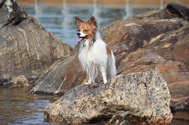 Papillon Dog