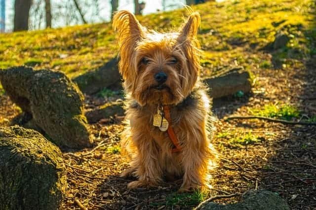 Yorkshire Terrier