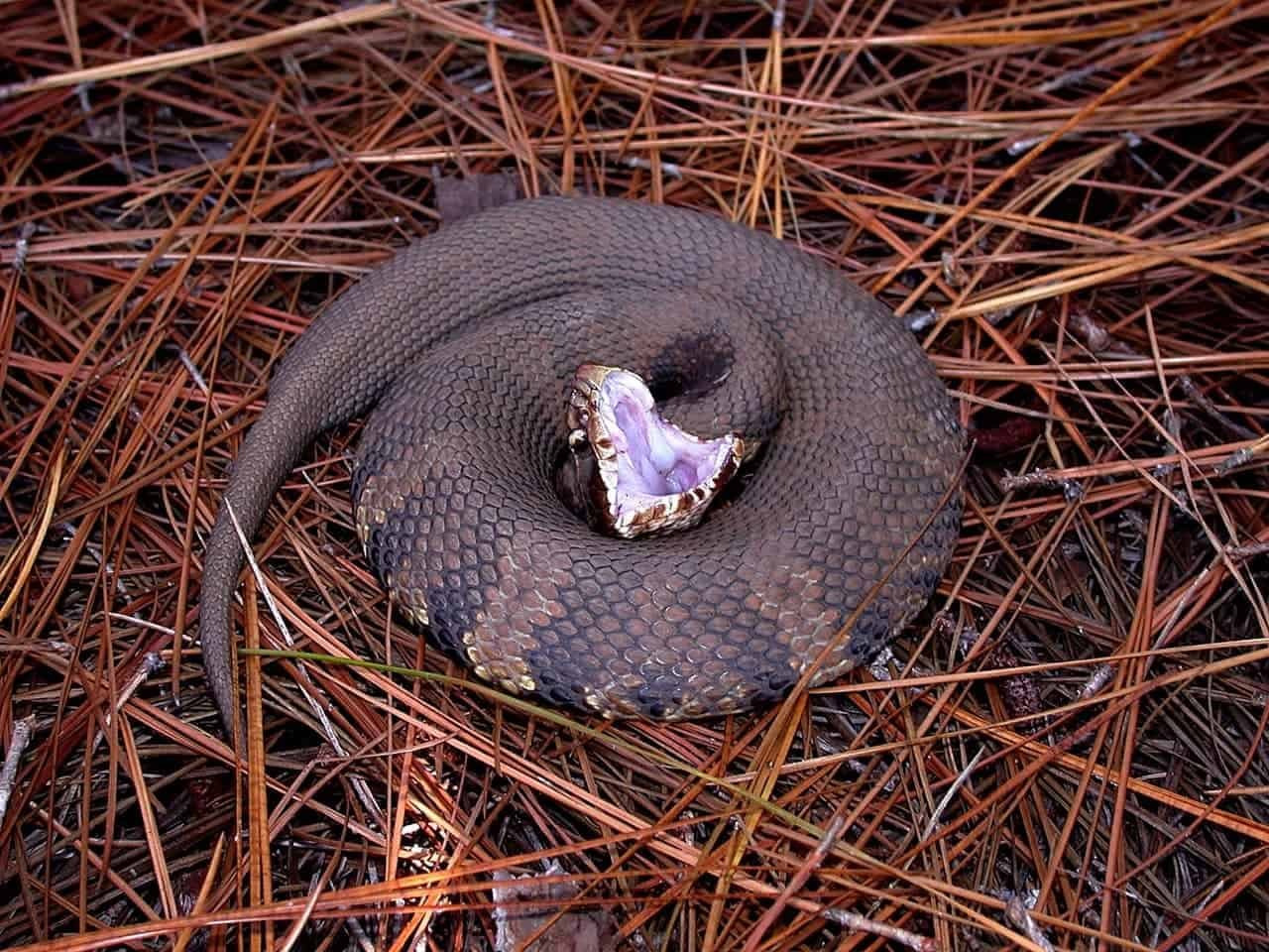 snake safety while hiking