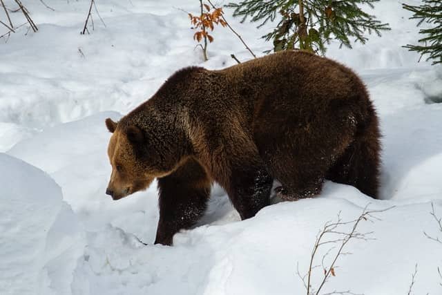 Planning hiking through a bear country