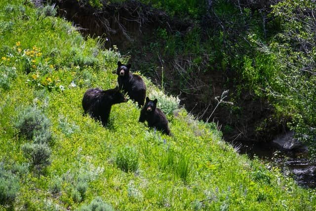 Bear Spray For Hiking