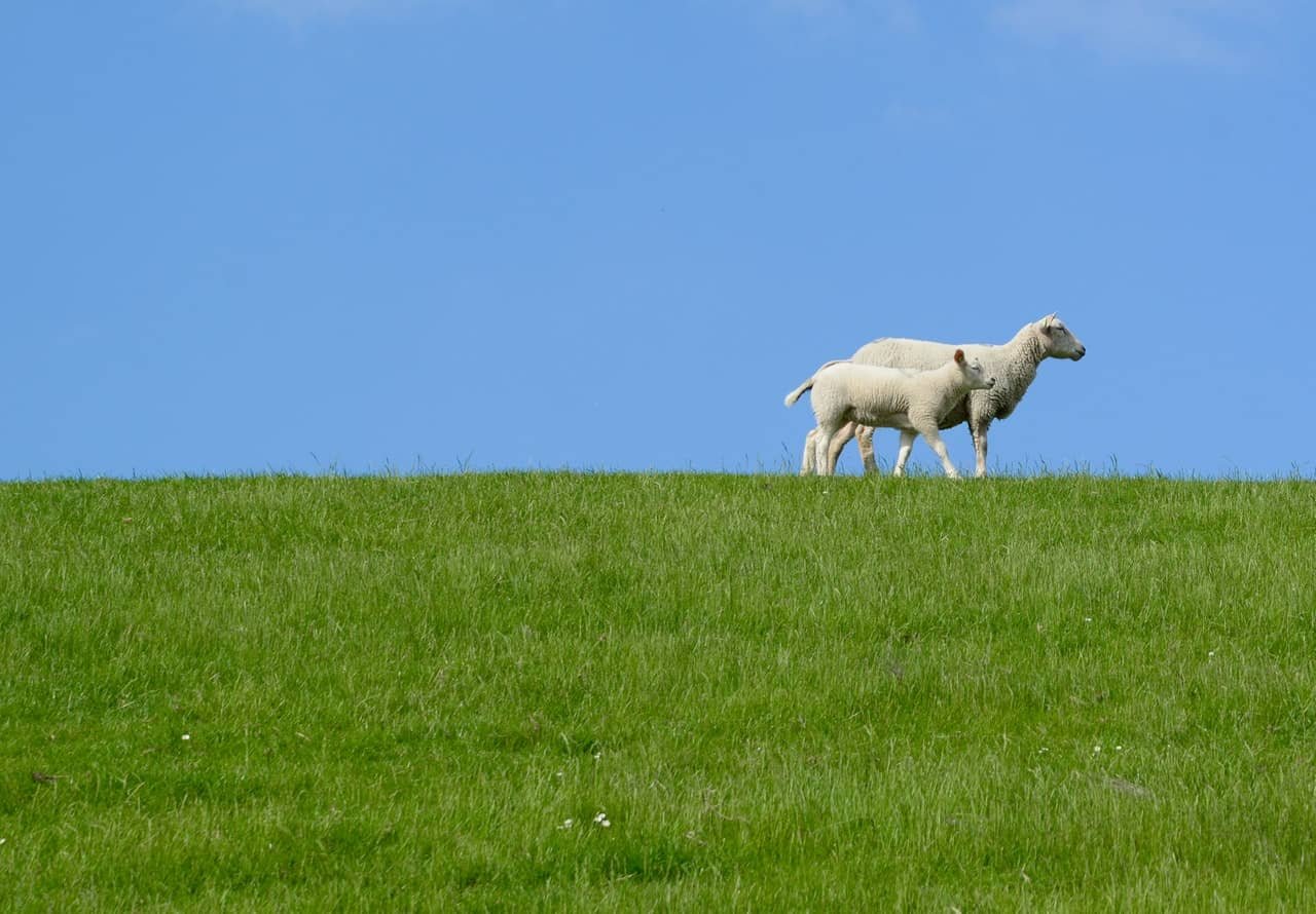 Wool Fabric Provides Warmth 