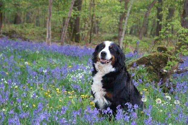 Bernese Mountain Dog