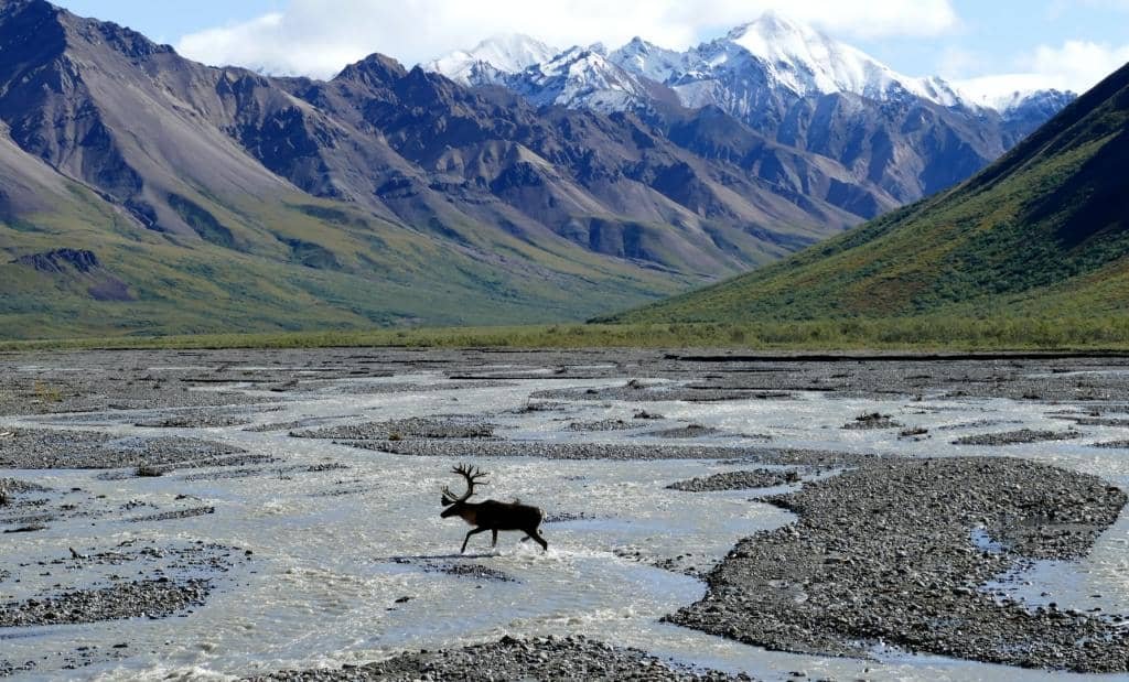 Denali National Park