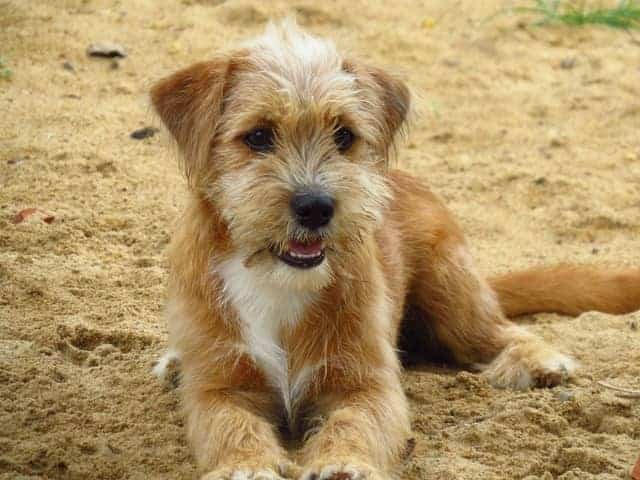 Norwich Terrier