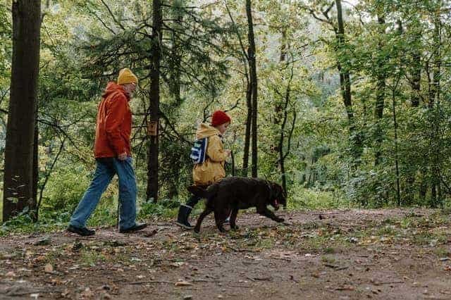 Best Dog Breeds For Off-Leash Hiking