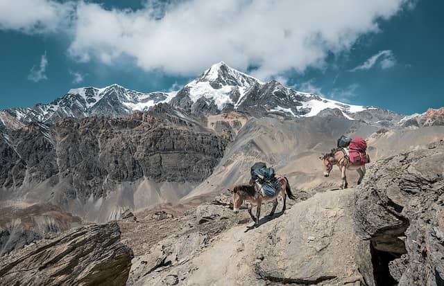 Why a Donkey is the Ideal Hiking Companion